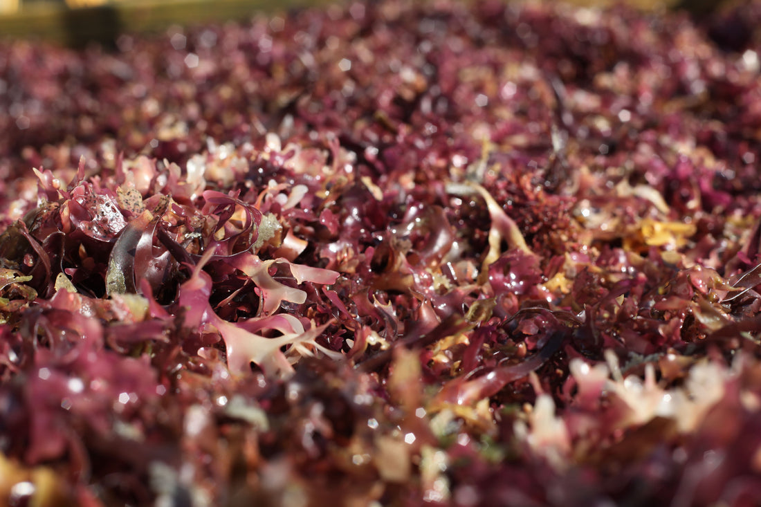 The Benefits of Irish Moss.